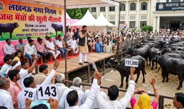 लखनऊ में ज़ब्त की गई 250 भैंसों की नीलामी कल होगी; बोली की शुरुआत ₹21,000 प्रति भैंस की बेस प्राइस से होगी।