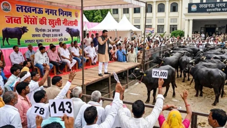 लखनऊ में ज़ब्त की गई 250 भैंसों की नीलामी कल होगी; बोली की शुरुआत ₹21,000 प्रति भैंस की बेस प्राइस से होगी।